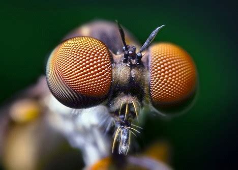 Unfathomable Visions: Exploring the Enigmatic World of Airborne Insects