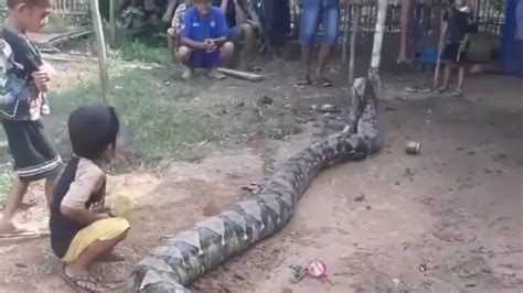 Unforgettable Encounter: The Harsh Reality of a Colossal Serpent Attack