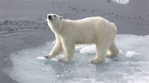 Unforgettable Encounters with Polar Bears: Majestic Creatures of the Arctic