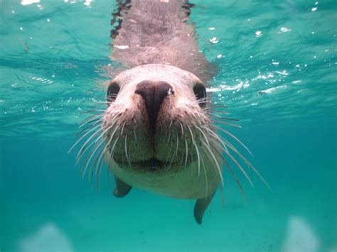 Unforgettable Wildlife Interaction: Swimming with Young Marine Lions