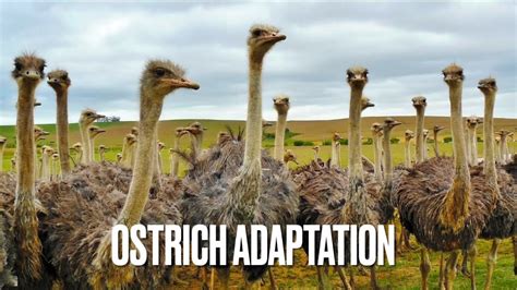 Unique Adaptations: How Juvenile Ostriches Thrive in the Wilderness