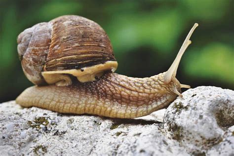 Unique Adaptations: How Mollusk Gastropods Survive and Flourish