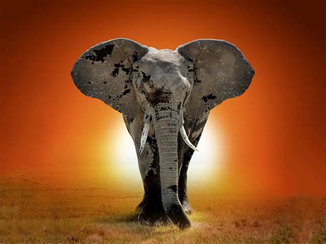 Unique Benefits of Having a Majestic Elephant as your Companion