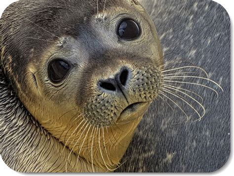 Unique Characteristics: Exploring the Irresistible Charm of Young Pinnipeds