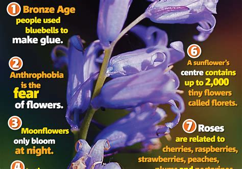 Unique Facts About Flower