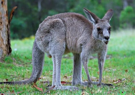 Unique Features of Kangaroo Pouches