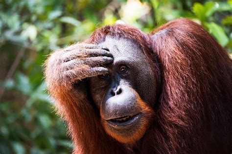 Unique Features of Orangutans: Understanding Their Incredible Adaptations