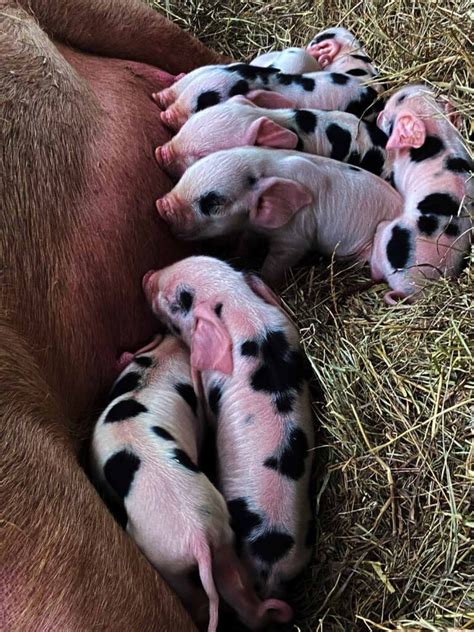 Unleash Your Inner Child: How Dreaming of Newborn Piglets Can Bring Pure Blissful Delight