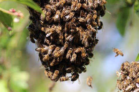 Unleashing the Deadly Sting: How Killer Bees Attack