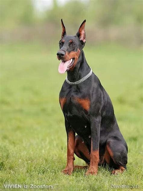 Unleashing the Elegance: Grooming and Maintenance for a Sleek Black Doberman