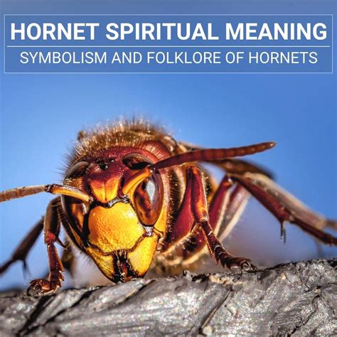 Unleashing the Enigma: Delving Into the Profound Symbolism of Hornet Stings