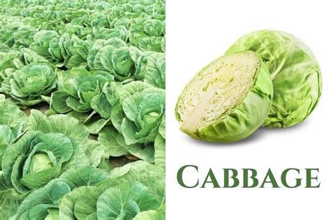 Unleashing the Hidden Potential: The Nutritional Powerhouse of the Magnificent Cabbage