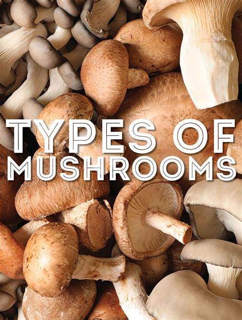 Unleashing the Magic: Choosing the Perfect Mushroom Varieties