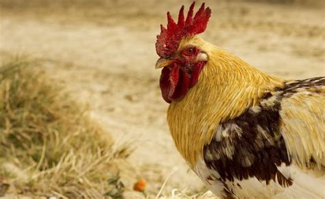 Unleashing the Power and Meaning of Roosters in Your Everyday Existence