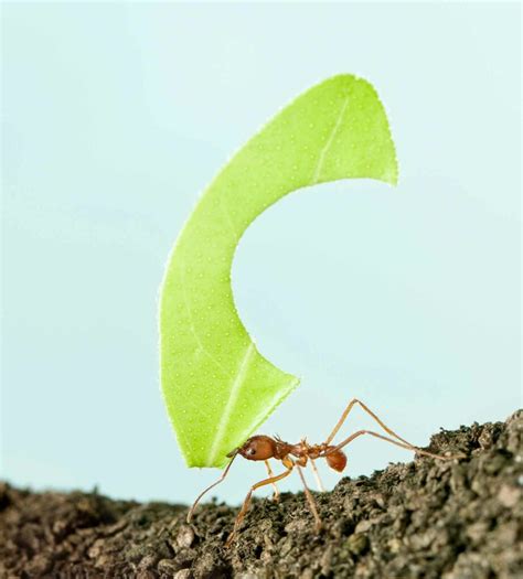 Unlocking the Connection Between Ants and Inner Strength in Dream Exploration