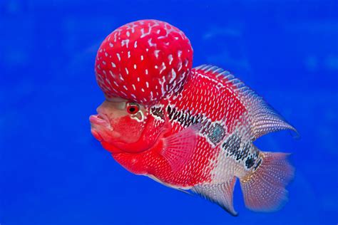 Unlocking the Enchanting Origins and Splendor of the Flower Horn Fish