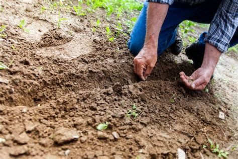 Unlocking the Enigma: Understanding the Key to Soil Fertility for Bountiful Harvests