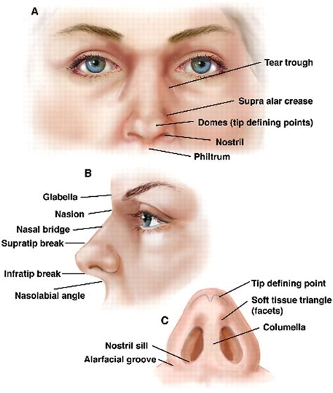 Unlocking the Enigmatic Significance: Deciphering the Symbolic Essence of an Asymmetrical Nasal Bridge in Dreams