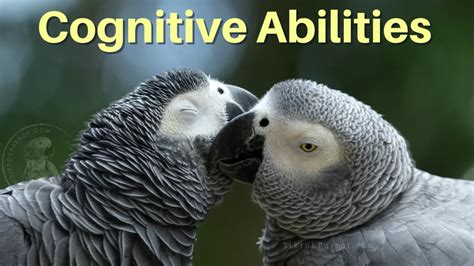 Unlocking the Hidden Genius of Grey Parrots: Insights into Their Cognitive Abilities and Problem-Solving Skills