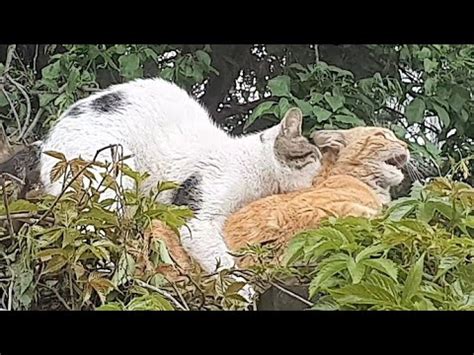 Unlocking the Hidden Meanings: A Unique Perspective on Cat Mating Dreams