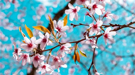 Unlocking the Hidden Significance of Consuming a Florid Blossom