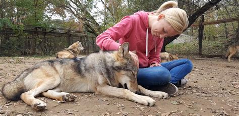 Unlocking the Human-Wolf Bond: Heartwarming Stories of Wolf-Dog Companionship