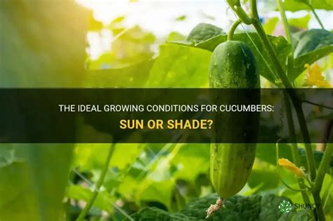 Unlocking the Ideal Conditions for Cucumber Cultivation