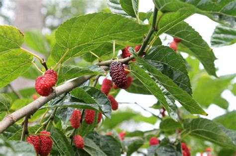 Unlocking the Meaning Behind Mulberry Tree Dreams: An Insightful Guide