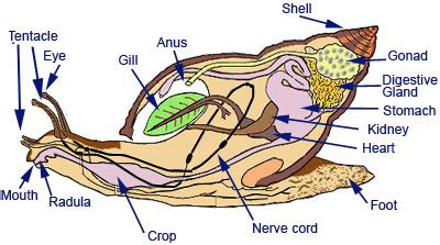 Unlocking the Message Hidden Within Your Enormous Gastropod Reverie