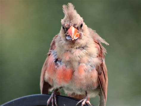 Unlocking the Messages: Insights Revealed by Juvenile Cardinals