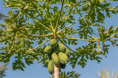 Unlocking the Mysteries: The Origins and History of the Pawpaw