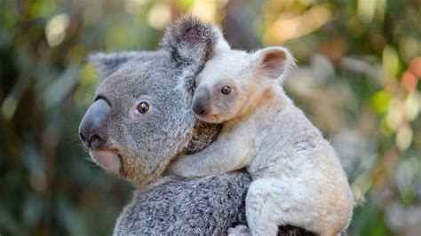 Unlocking the Mysteries of Majestic Koalas: Exploring Their Exquisite Qualities