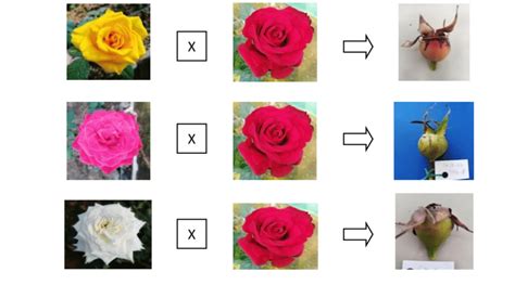 Unlocking the Mysteries of Rose Hybridization and Breeding