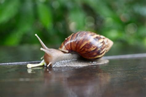 Unlocking the Mysteries of the Enormous Gastropod: A Journey into the Unexplored