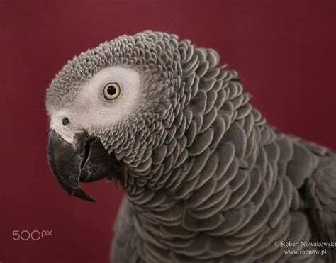 Unlocking the Mystery of African Grey Parrot Intelligence