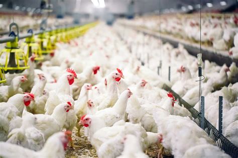 Unlocking the Nutrient Power of Poultry Waste