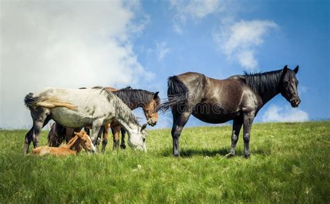 Unlocking the Peacefulness of Nature: The Impact of Pasturing Caprine Animals on Psychological Well-being