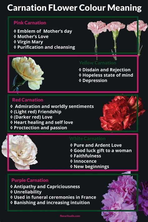 Unlocking the Personal Interpretation of Fantasizing about Carnations