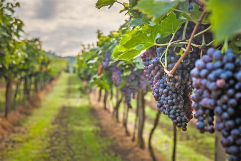 Unlocking the Secrets: Exploring the Optimal Climate for Grape Trees