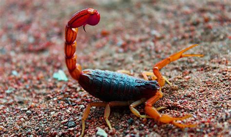 Unlocking the Significance Behind Scorpions in Dreams