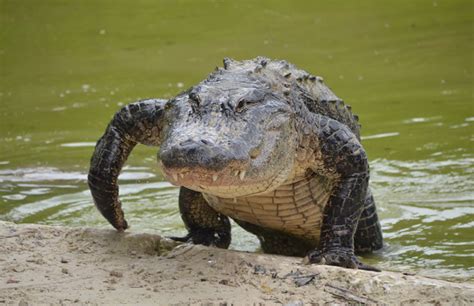 Unlocking the Significance of Alligators in Dreams