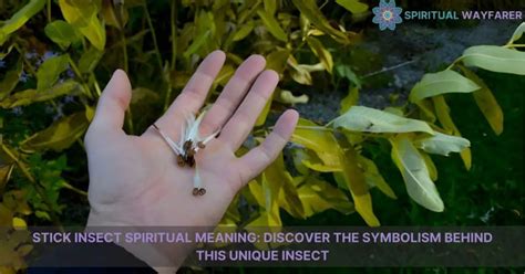 Unlocking the Spiritual Potential of the Enigmatic Stick Insects