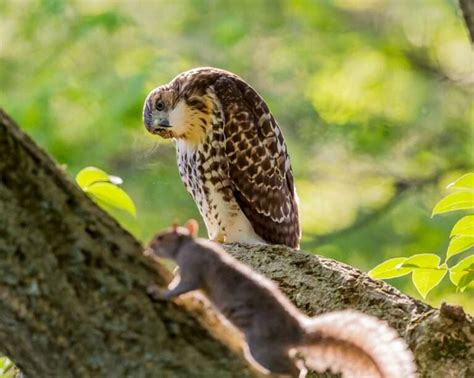 Unlocking the Symbolic Significance of Majestic Bird Descents