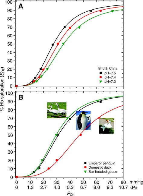 Unlocking the Veiled Significance of Avian Hemoglobin