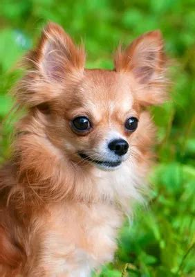 Unraveling Canine Reveries: Decoding the Inner World of Your Chihuahua