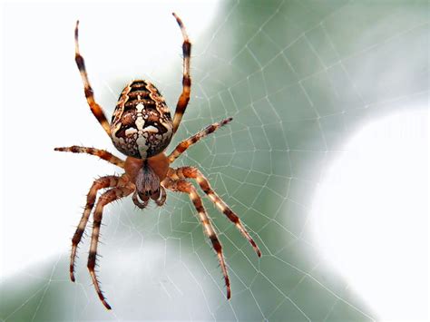 Unraveling Spider Offspring: The Significance and Connotations