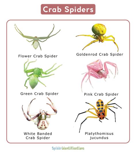 Unraveling the Assortment of Crab Spider Species