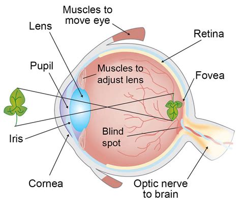 Unraveling the Biological Mechanism Behind Triple Eyesight