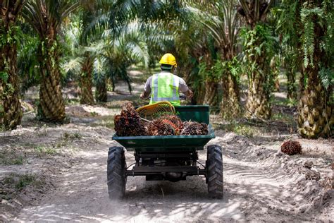 Unraveling the Complexities of Palm Oil Production