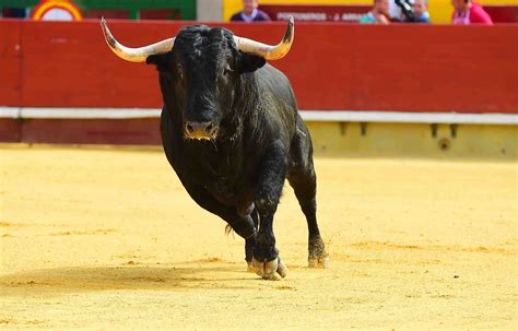 Unraveling the Distinctive Attributes and Behaviors of Mighty Bulls